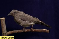 藏品(花翅山椒)的圖片